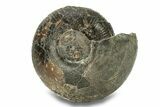 Jurassic Ammonite (Cadoceras) Fossil - Gloucestershire, England #279559-1